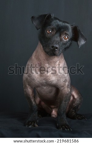 Portrait of mixed peruvian dog with tilted head and sad look on black background
