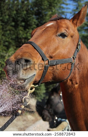 A horse having water sprayed at his face.