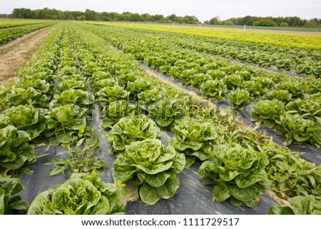 Rows of lettuce growing on farmland with plastic mulch as protection against drought. Agriculture industry, fresh produce, modern approach in agribusiness concept.