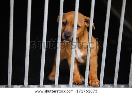 Dog with sad eyes in a cage behind bars