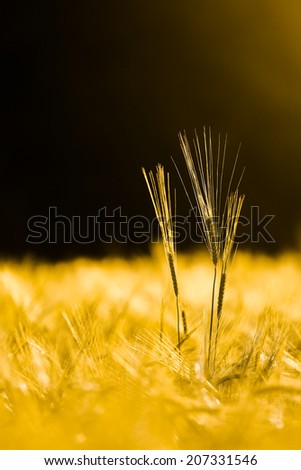 Three barley stems isolated in golden glow of evening sun