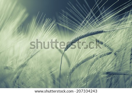 Barley field in glow of evening sun