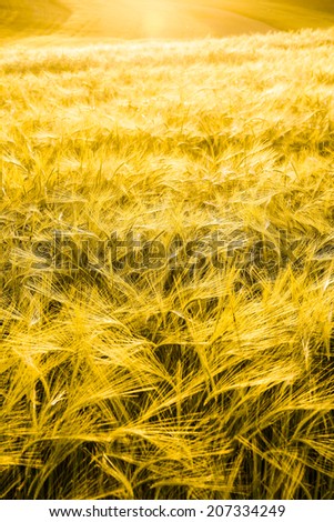 Barley field in golden glow of evening sun