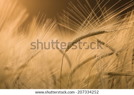 Barley field in glow of evening sun