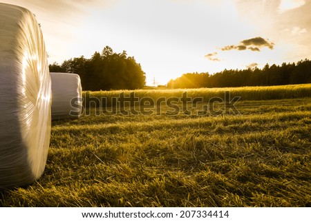 Barley field in golden glow of evening sun with silage rolls