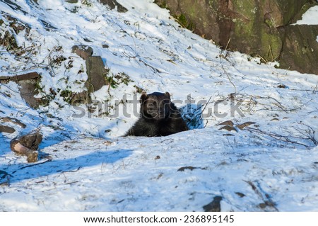 Brown bear (Ursus arctos) inspecting the surroundings of his den