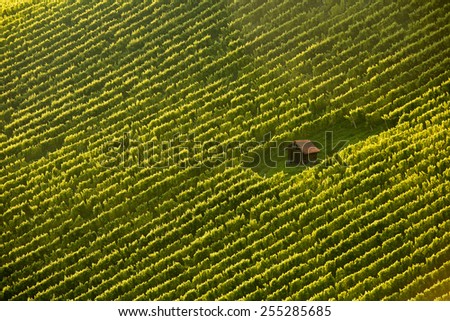 Wineyard cottage amidst meticulously planted vines in perfect sunlight , from air