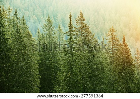 Healthy green trees in a forest of old spruce, fir and pine trees in wilderness of a national park, lit by bright yellow sunlight. Sustainable industry, ecosystem and healthy environment concepts.