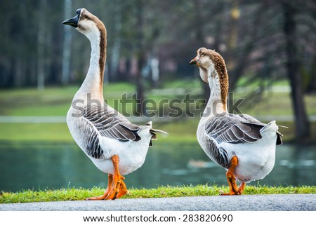 Pair of white Chinese geese, domesticated breed of swan geese (Anser cygnoides) in a park, walking to a shore of a pond. Couples quarrel concept.
