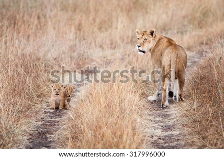 Lioness (Panthera leo) with a couple of young cubs on a dirt road in natural environment of African savanna. Wildlife protection, safari, overland trip concept.