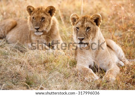 Couple of young lion cubs (Panthera leo) in natural grassland environment of African savanna. Wildlife protection, safari, overland trip concept.