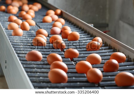 Fresh and raw chicken eggs on a conveyor belt, being moved to the packing house. Consumerism, egg production, automated business, organic farming concept.
