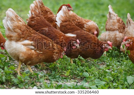 Free-range hens (chicken) on an organic farm, freely grazing on a meadow. Organic farming, animal rights, back to nature concept.