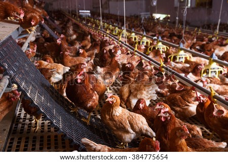 Farm chicken in a barn, drinking and eating from an automatic feeder and waterer, laying eggs. Animal abuse, living in captivity, food production and industry concept.