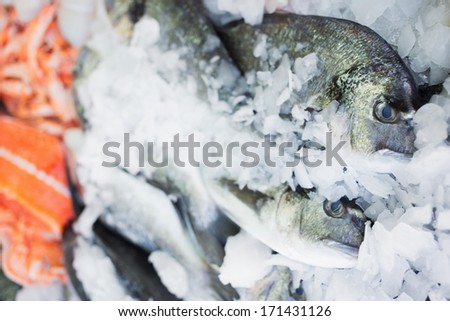 Fish market/Fresh fish on ice. Salmon Fish.
