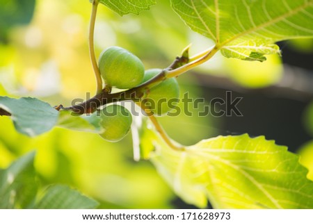 Fig/Fig tree. Fig leaf.
