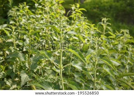 Nettle/Herbal plant in nature. Natural background.