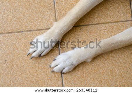 dog foot on the floor