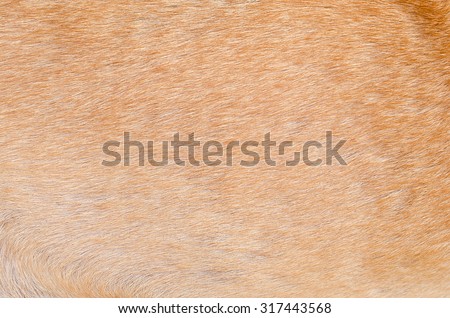fur animal texture