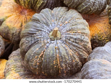 Fresh pumpkins waiting to be processed