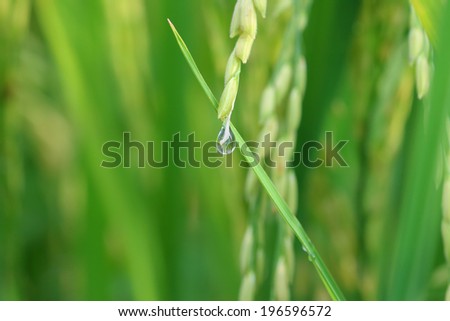 drop of dew/dew drop on rice seed in green background.