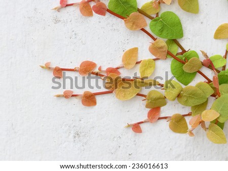 Green Creeper Plant on a White Wall Background
