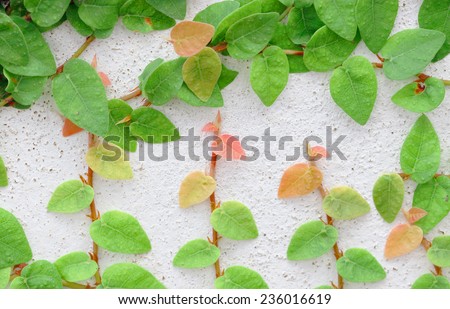 Green Creeper Plant on a White Wall Background
