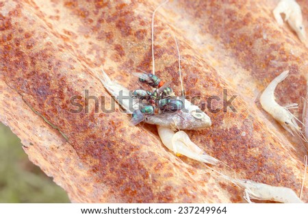 Decayed fish and fly