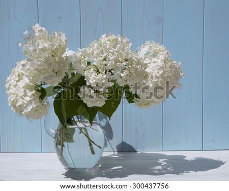 branch beautiful hydrangeas in a vase on a blue background
