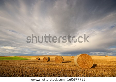 Rolls of hay on the field after harvest
