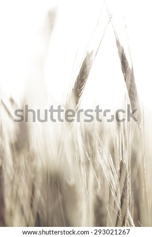 Grain Background at Sunset