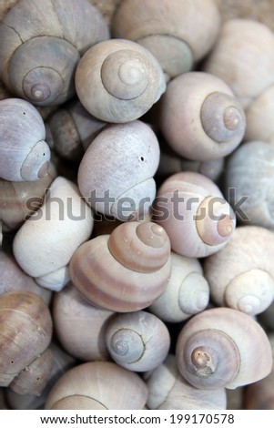 Spiral snail seashells on sand. Seashells. Cockleshell. Spiral snail seashells as a background