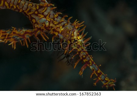 Head and snout of Ornate Ghost Pipefish (Solenostomus paradoxus) in the Lembeh Straits, North Sulawesi, Indonesia