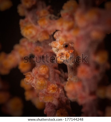 A shy Pygmy seahorse (Hippocampus bargibanti) hides in Gorgonian on the Nudi Retreat 2 dive site in the Lembeh Straits, North Sulawesi, Indonesia