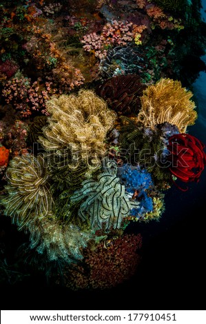 Vibrant colours of Feather Stars (Crionoidea) on the Angel\'s Window divesite, Lembeh Straits, North Sulawesi, Indonesia
