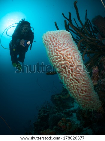 Diver examines tube sponges on the Bari Reef dive site, Bonaire, Netherlands Antilles