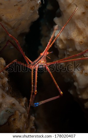 Yellowline Arrow Crab (Stenorhyncus seticornis) on the Front Porch dive site, Bonaire, Netherlands Antilles