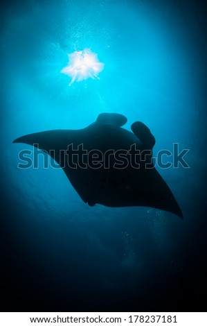 Manta ray (Manta birostri) swims in the sun\'s rays, South Ari Atoll, Maldives