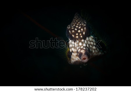 (Lactophrys triqueter) Smooth trunkfish on the Windsock dive site, Bonaire, Netherlands Antilles