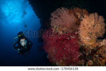 Woman diver looks at Gorgonians ( Gorgonacea) on the Little Brother dive site, Red Sea