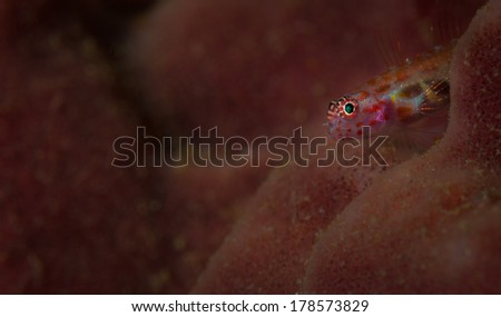 A green eye makes a goby stand out against its coral background on the Lembeh Straits, North Sulawesi, Indonesia