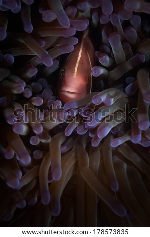 Pink anemonefish (Amphiprion perideraion) looks out from its host anemone: Nudi Falls dive site, Lembeh Straits, North Sulawesi, Indonesia