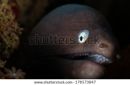 White-eyed moray (Siderea thysoideadive) on the Nudi Retreat 1 dive site, Lembeh Straits, North Sulawesi, Indonesia