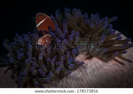 Pink anemonefish (Amphiprion perideraion) look out from their host anemone: Nudi Falls dive site, Lembeh Straits, North Sulawesi, Indonesia