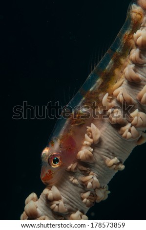Whip-coral goby (Bryaninops yongei) on the Critter Hunt dive site, Lembeh Straits, North Sulawesi, Indonesia