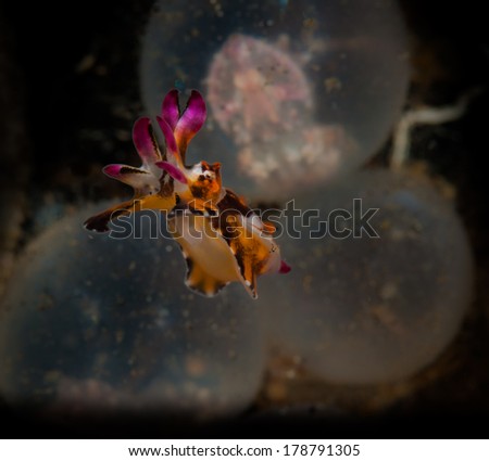 A baby flamboyant cuttlefish: (Metasepia pfefferi) leaves the egg - Jahir 1 dive site, Lembeh Straits, North Sulawesi, Indonesia