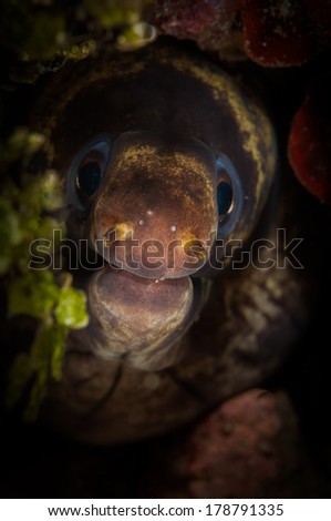 Moray Eel (Muraenidae) peers out of its hole on the Makawide 2 dive site, Lembeh Straits, North Sulawesi, Indonesia