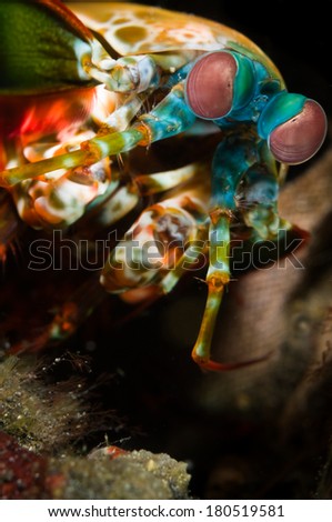 Peacock mantis shrimp (Odontodactylus scyllarus) in the Bunaken National Park, North Sulawesi, Indonesia