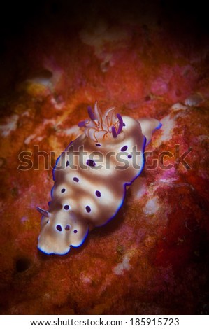 Risbecia tryoni Nudibranch on the Califonia Dreamin' dive site, Lembeh Straits. North Sulawesi, Indonesia