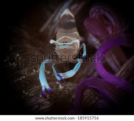 Periclimenes magnificus commensal shrimp on the Pante Pirigi dive site, Lembeh Straits, North Sulawesi, Indonesia